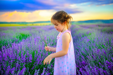 little girl in a dress gathers a bouquet in a field of lavender at sunset