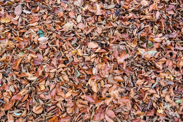 Dead leaves background