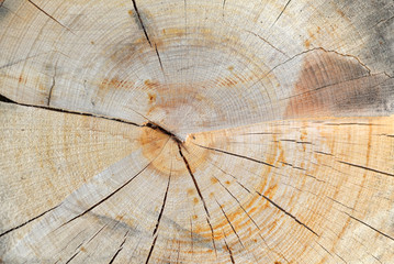 Fototapeta premium Cross section of Tree Trunk