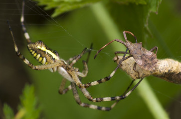 The wasp spider and the dock bug