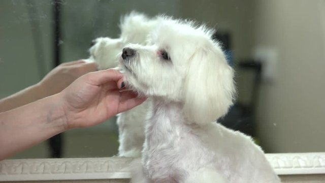 Hands with scissors, dog grooming. Adorable white maltese.