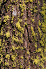 Green and yellow moss forms pattern on bark of tree