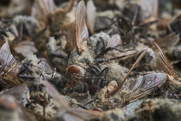 Pile Of Dead Flies