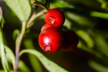cranberries closeup in woods