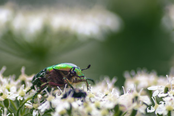 Cetonia Aurata