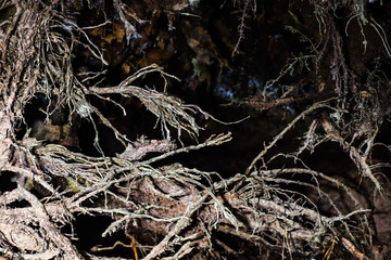 tree roots closeup