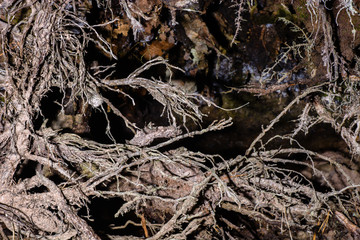 tree roots closeup