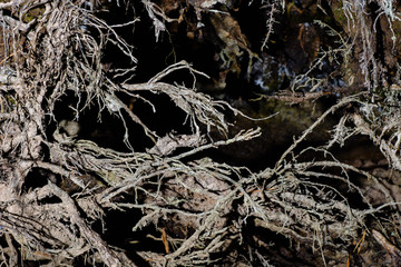 tree roots closeup