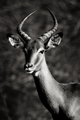 Young impala ram black and white portrait. Kruger Park.  Fine art. Aepyceros melampus