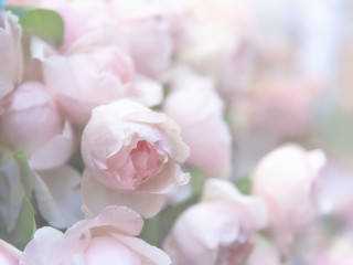 Rose flowers blooming