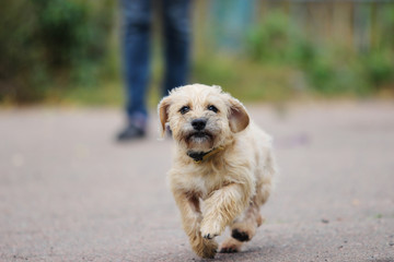 Dachshund dog running outdoors