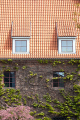 Old Red ceramic Shingles Roof with attic Windows and wall with greenery or grape hederacea.