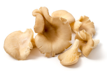 Austernpilze