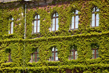 Fototapeta na wymiar Old Green skyscraper building with plants growing on the facade.
