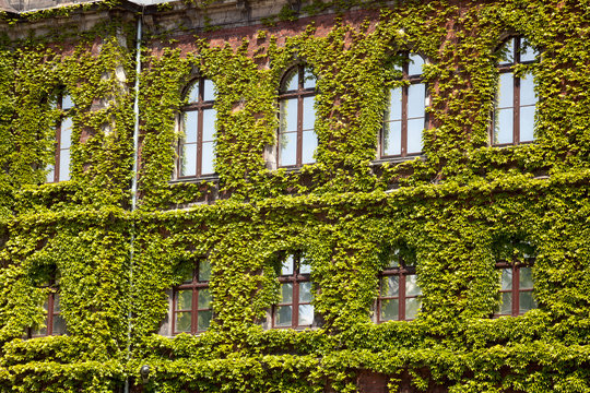 Old Green Skyscraper Building With Plants Growing On The Facade.