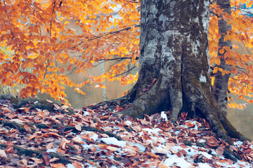 Beautiful colors of autumn landscape by the lake