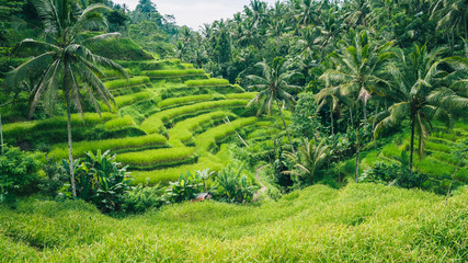 Naklejka premium Palm Trees in Tegalalang Rice Terrace, Ubud, Bali, Indonesia