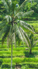 Beautiful Coconut Palm Tree in Amazing Tegalalang Rice Terrace fields, Ubud, Bali, Indonesia