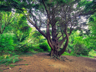 Fototapeta premium Early Autumn forest morning,Northern Ireland