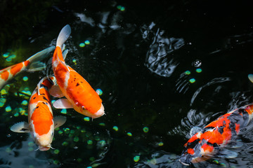 Koi carp fish in a pond in Tokyo
