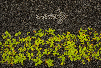 Grass and arrow on gravel