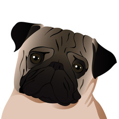 Pug close up