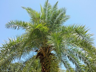 Fototapeta na wymiar Beautiful palm tree on blue sky background in Florida nature