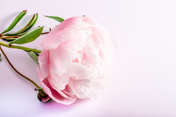 close-up of peony or Paeonia flowers on white background with copy space. floral macro. spring and summer border template . greeting and holiday card or postcard