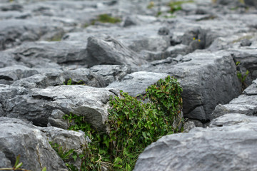 Burren Area (Ireland)
limestone 