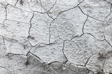 Dry cracked earth / Dried plant on dry cracked earth 