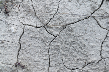 Drought / Dried plant on dry cracked earth 