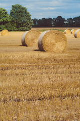 Hay bails harvesting in golden field landscape. Some green trees in background