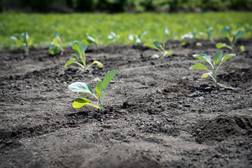 young vegetable plants growing in a garden