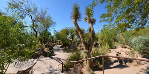 Fototapeta na wymiar Cactus Garden, Katus Garten, Henderson, NV