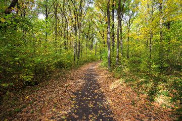 Fototapeta na wymiar autumn road through deciduous forest 