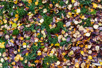 autumn leaves on grass