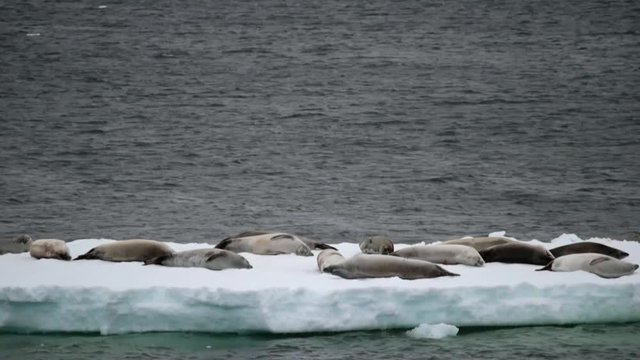 Seals lie on a glacier on the background of water. Andreev.