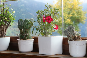 Window with Flower Pots, Blumenfenster, Zimmerpflanzen, richtig lüften, Tageslicht, Fensterplatz, Topfpflanzen