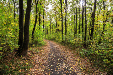 autumn road through deciduous forest 