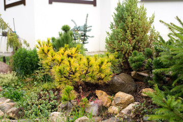 rockery in landscape design