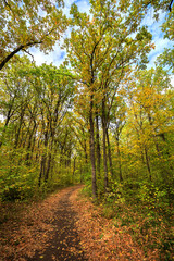 Fototapeta na wymiar autumn road through deciduous forest 