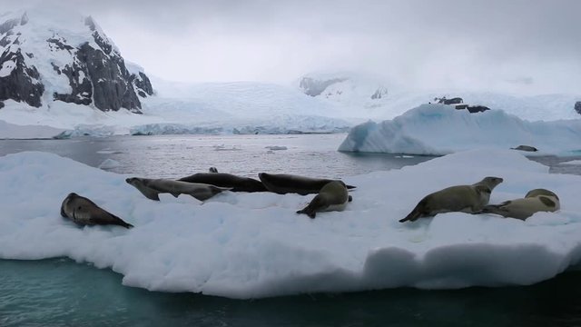 The fur seals lie and crawl along the floating iceberg. Andreev.