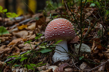 Amanita muscaria -  ovolo malefico - specie velenosa di fungo