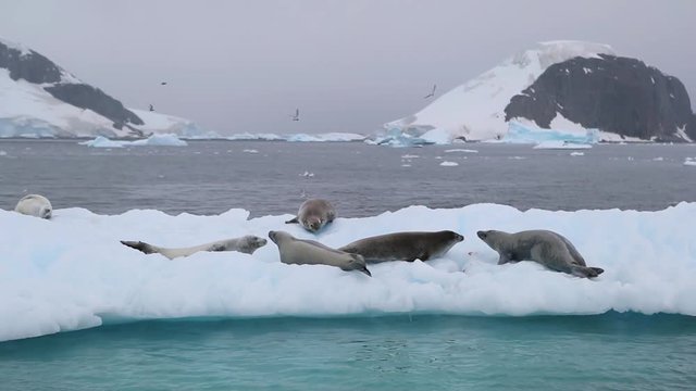 The seal crawls along the surface of a floating glacier. Andreev.