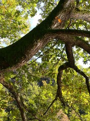 Old oak tree