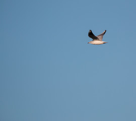 Mediterranean seagull