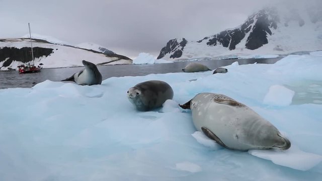 A group of seals lies on a glacier and rest. Andreev.