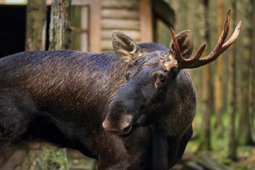 Portrait of an european elk.