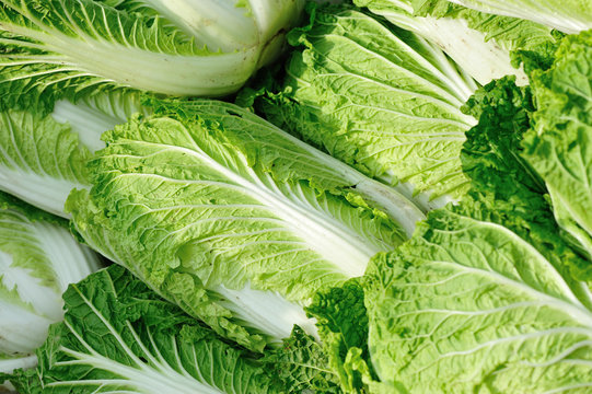 fresh chinese cabbage selling at agriculture market