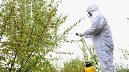 Footage of a person spraying fruits in an orchard with pesticides....